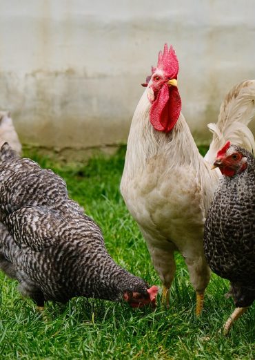 Gallinas Gallinas