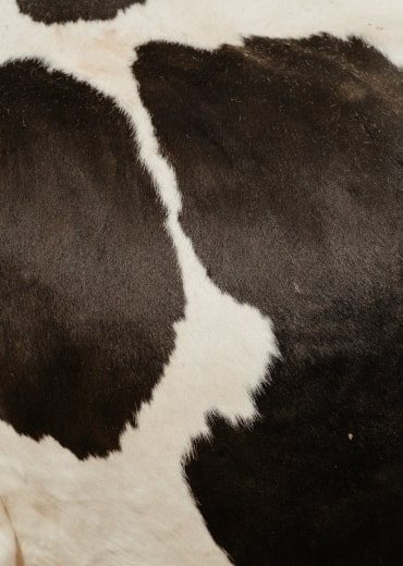 farm-about-us-domestic-cows-2-opt farm-about-us-domestic-cows-2-opt