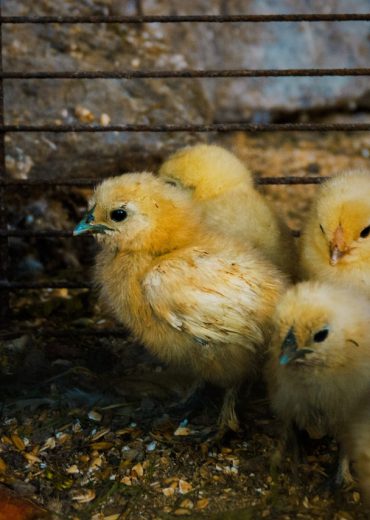 pollos pollos